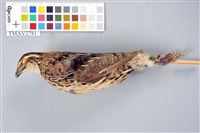 藏品(鵪鶉)的圖片